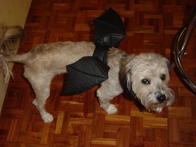 dog with bat wings