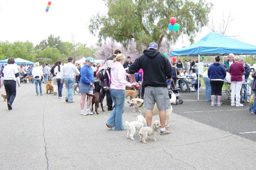 dog-walk1.jpg