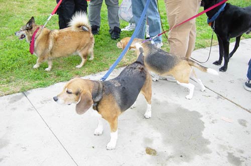 dog-walk7.jpg